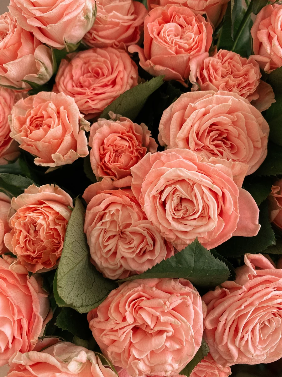 Coral pink rose colour reference