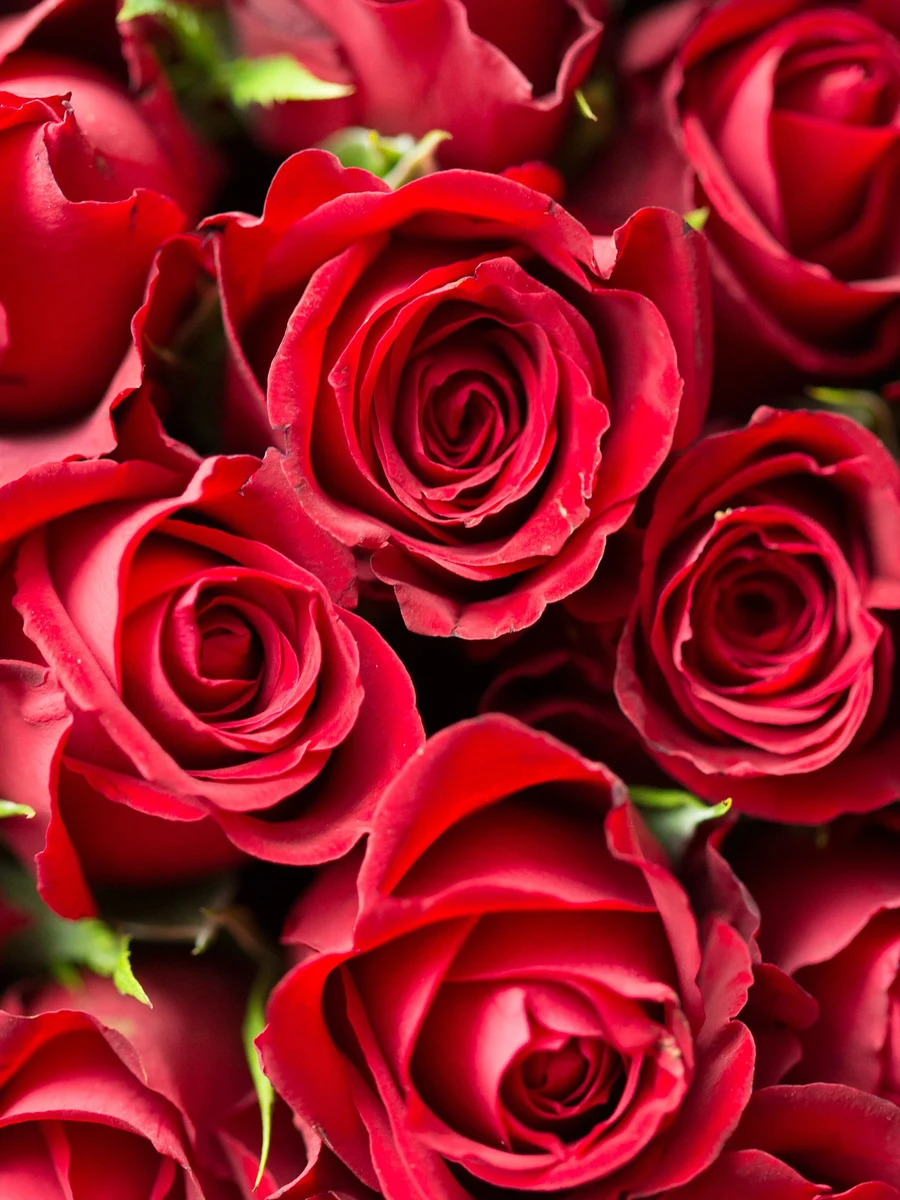 Red rose colour reference