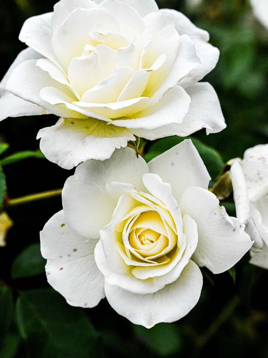 White rose colour reference