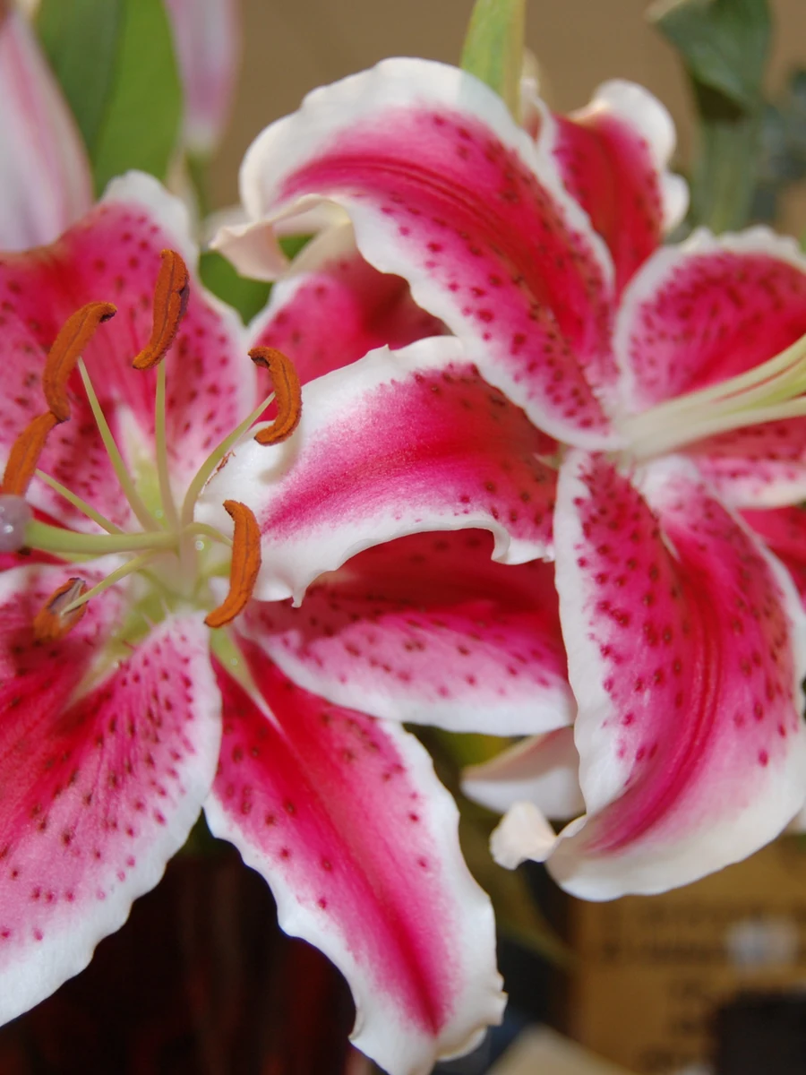 Pink Stargazer lily reference