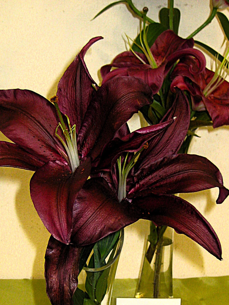 Dark red Firebolt lily reference