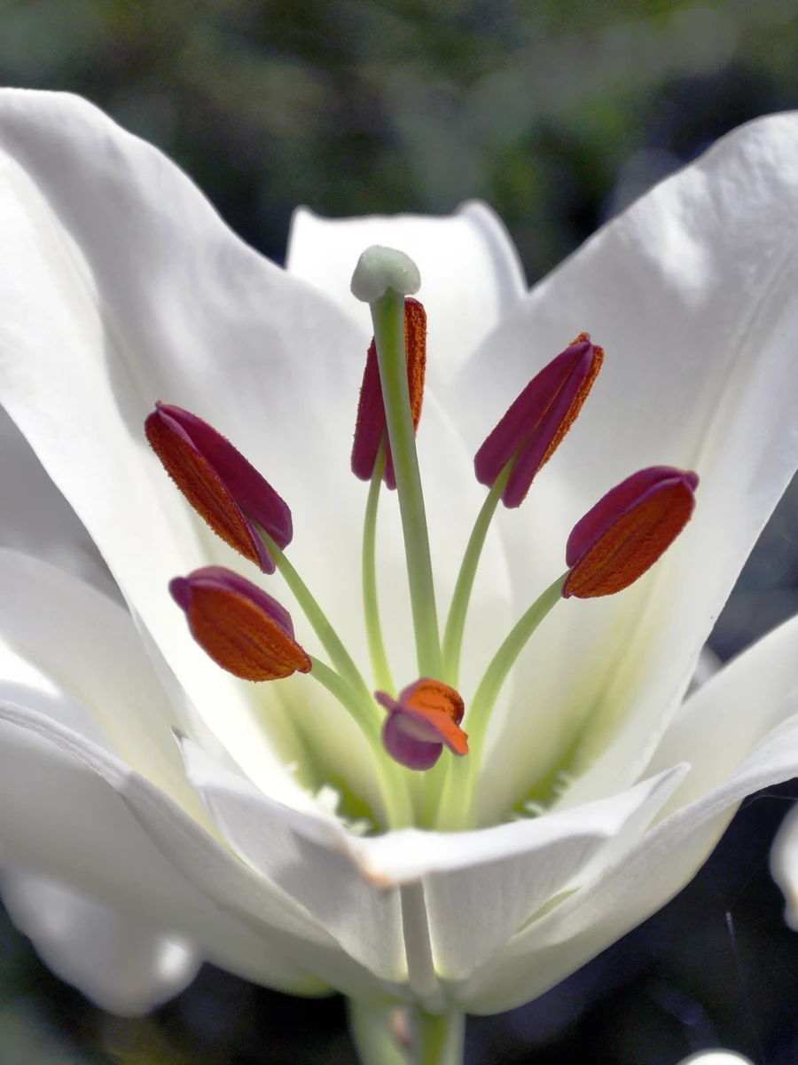 White Casa Blanca lily reference
