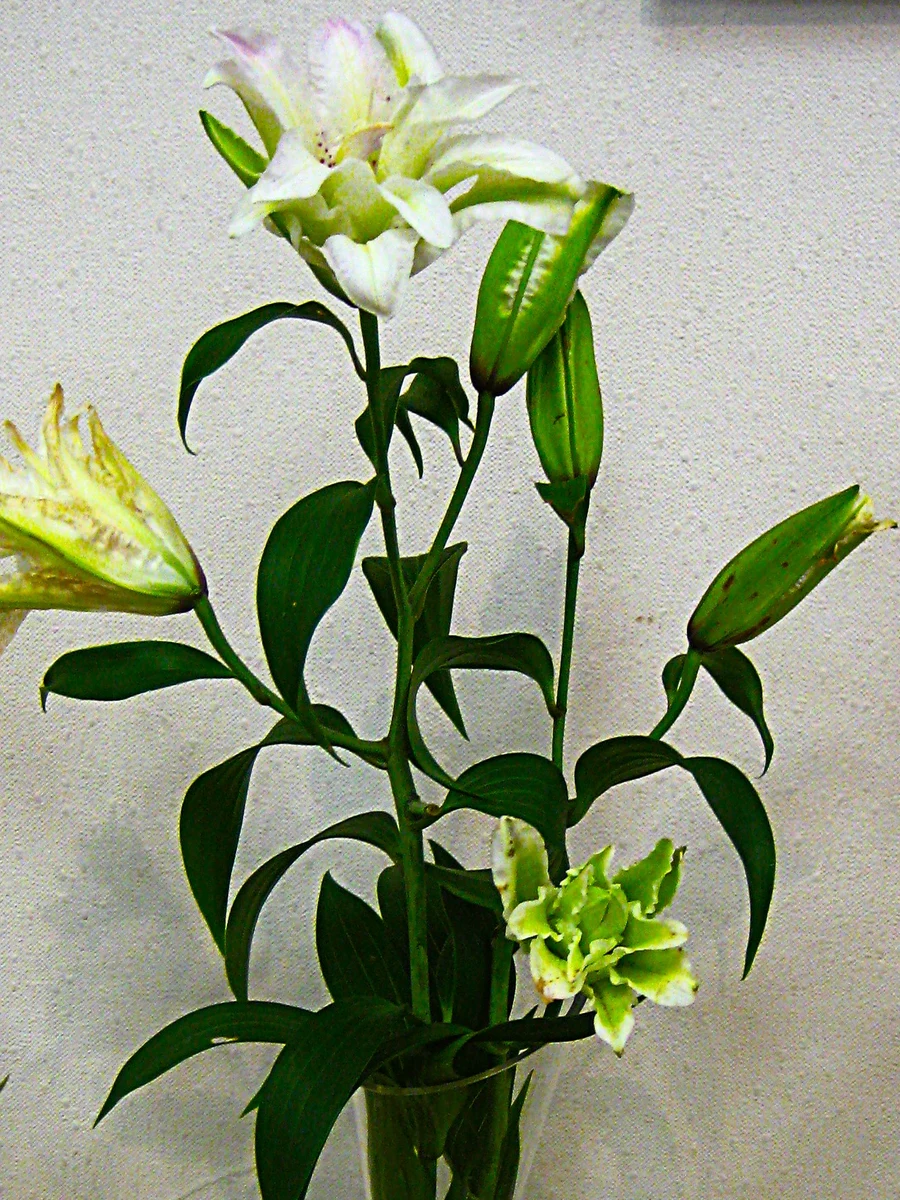 White and green Annika Roselily reference