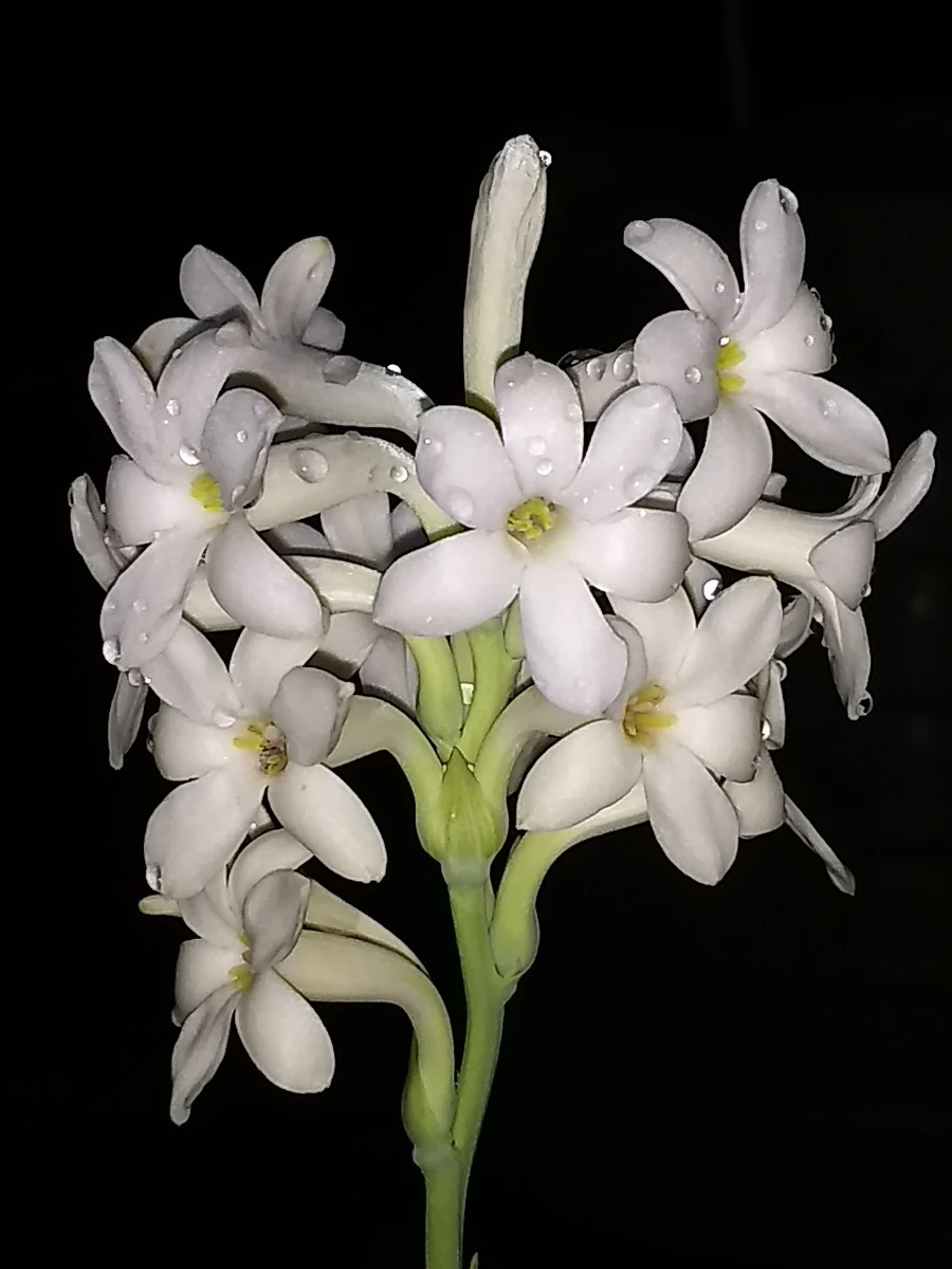 White tuberose reference
